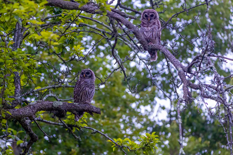 Baby Barred Owls