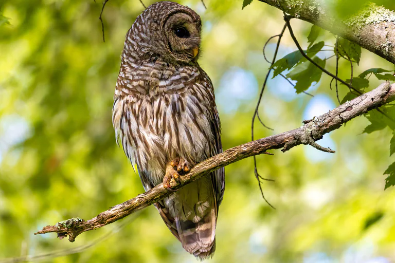 Adult Barred Owl
