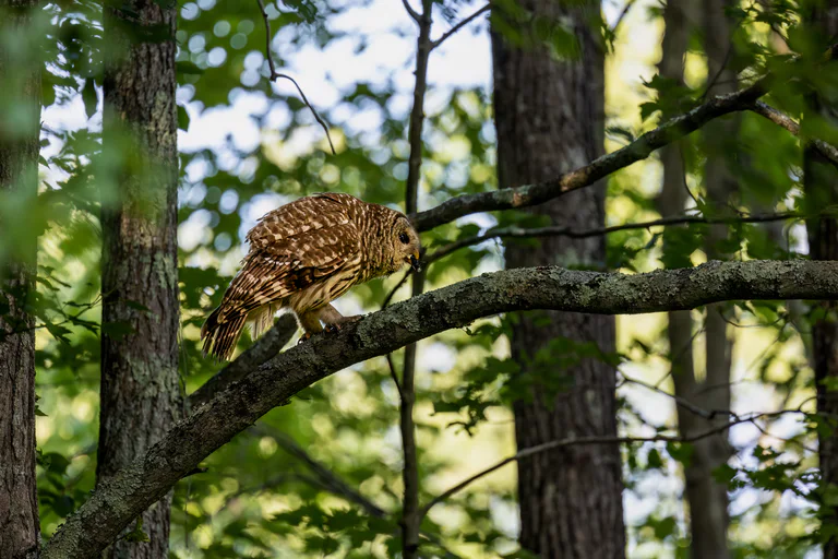 Barred Owl Eating a Cicadda